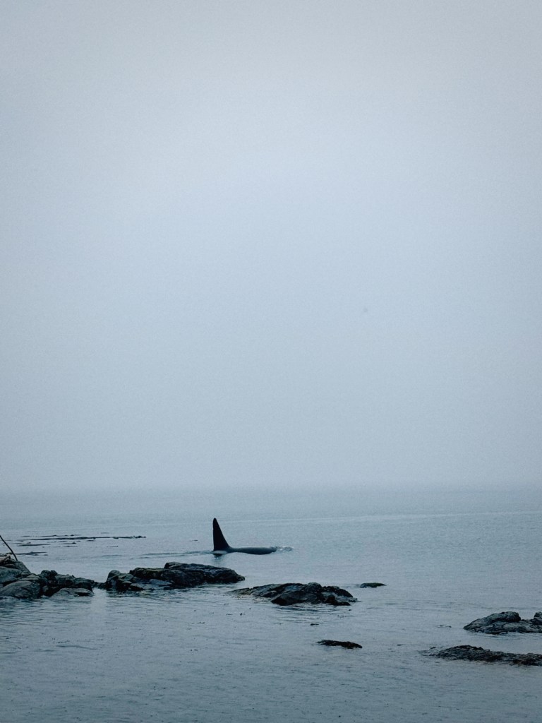 Solo killer whale in foggy weather.